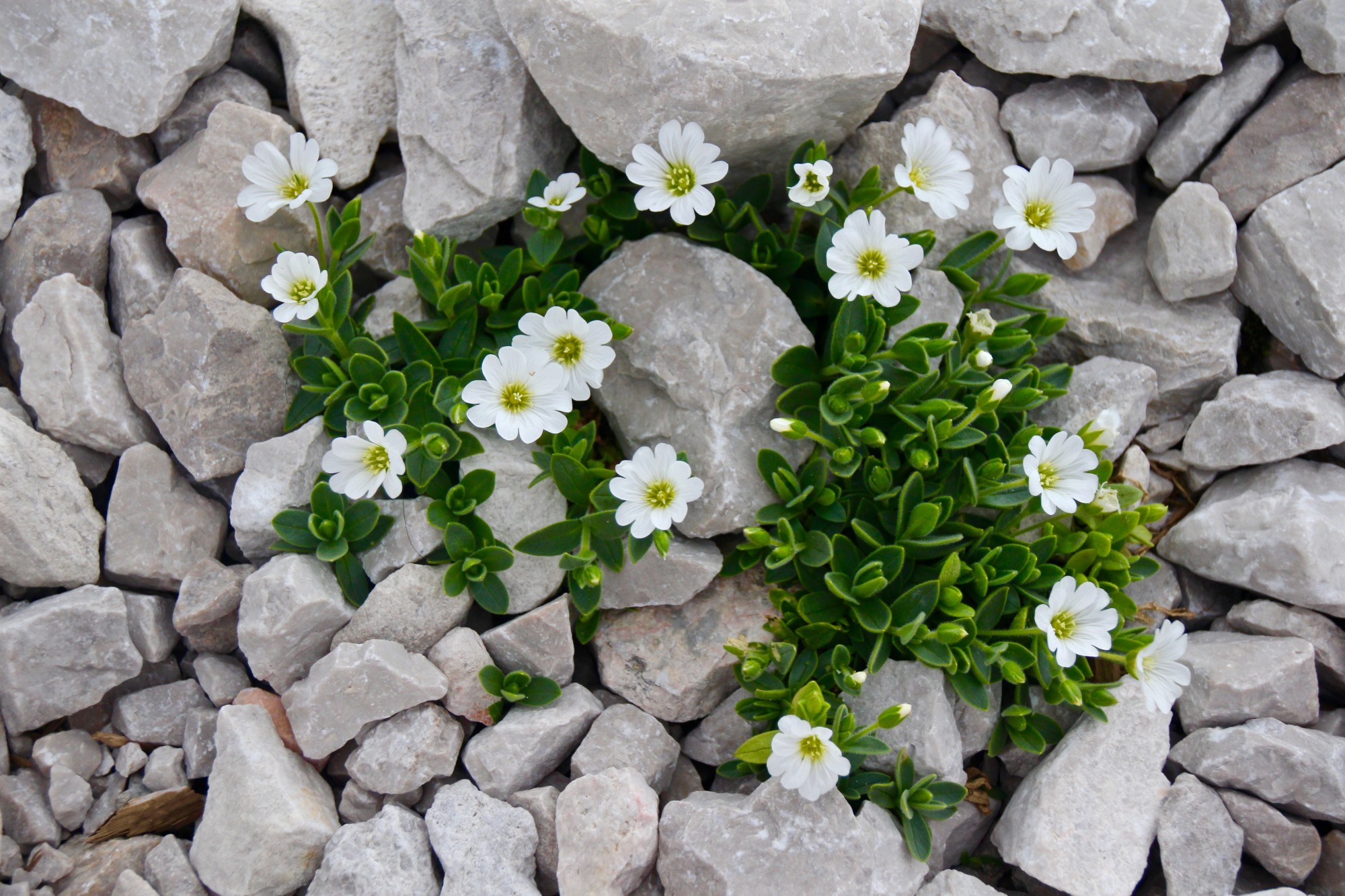 Landscape services